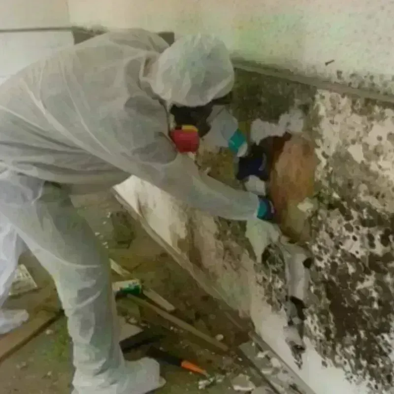 Mold Remediation and Removal in West Liberty, WV